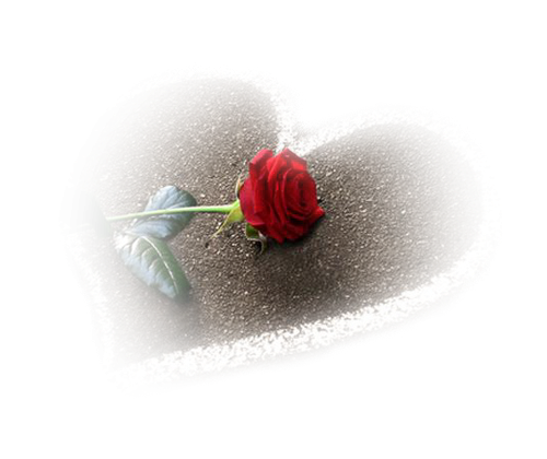 Цветы PNG